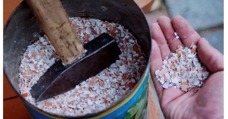 Яєчна шкаралупа як цінне добриво і не лише: способи використання її на городі