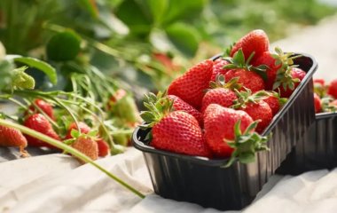 Чем подкормить клубнику, чтобы урожая было больше: три народных метода