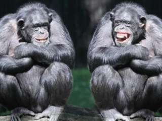 Ученые выяснили, почему шимпанзе не умирают при заражении ВИЧ