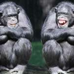 Ученые выяснили, почему шимпанзе не умирают при заражении ВИЧ