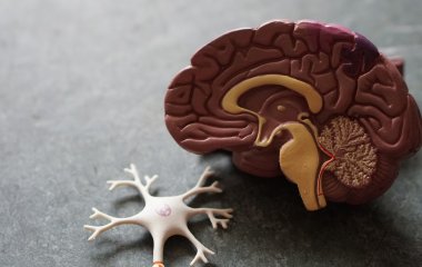 Хвороба Альцгеймера: перші симптоми, які не слід ігнорувати