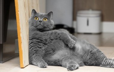 Якого кота краще завести живучи в квартирі: експерти назвали породу