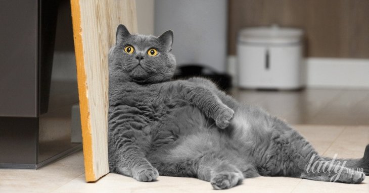 Якого кота краще завести живучи в квартирі: експерти назвали породу