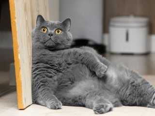 Якого кота краще завести живучи в квартирі: експерти назвали породу