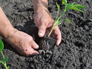Як правильно висаджувати розсаду у грунт: секрети вирощування помідорів, перцю, баклажанів