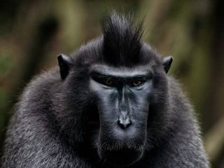 Сети насмешила преступница-обезьяна (ВИДЕО)