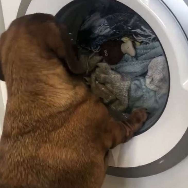 Сети в восторге от собаки, наблюдающей за игрушкой в стиральной машинке (ВИДЕО)