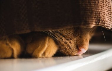 Швидкий тест для перевірки вашої спостережливості: потрібно знайти кота    