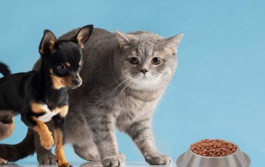 Чи можна давати кішкам собачий корм