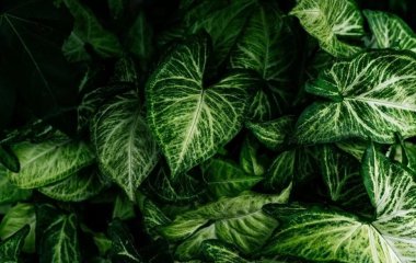 4 кімнатні рослини, здатні викликати отруєння у людей та домашніх тварин