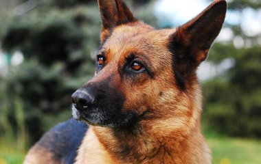 Зачарований пес незручно погладив кошеня