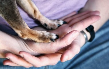 Чоловік розробив вакцину від раку для свого собаки за допомогою ChatGPT — учені здивовані (фото)