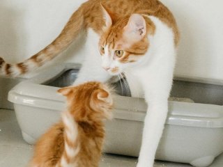 Як назавжди усунути запах котячої сечі в квартирі: дієві способи очищення