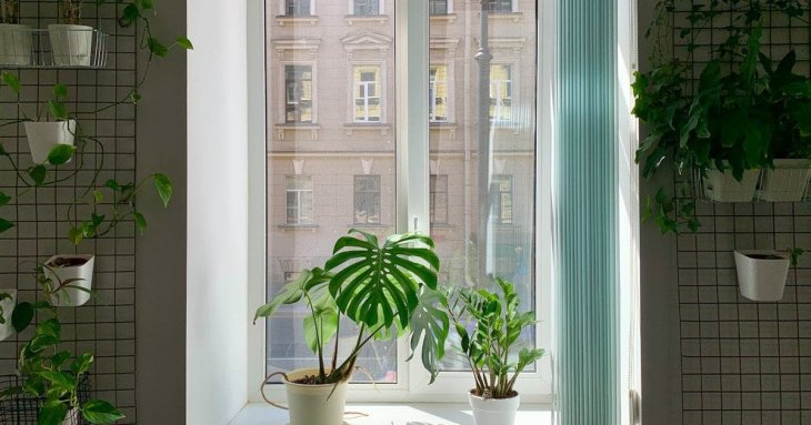 Кімнатні рослини раптово скидають листя: сім несподіваних причин, чому так може трапитися