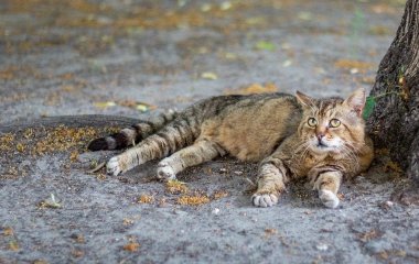 Кримінал за котячий корм: у Швейцарії судять жінку, яка підгодовувала чужого кота