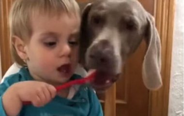 Новый хит: наглая собака решила «помочь» неуклюжему ребенку с ужином (ВИДЕО)