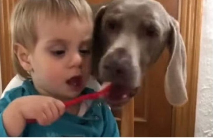 Новый хит: наглая собака решила «помочь» неуклюжему ребенку с ужином (ВИДЕО)