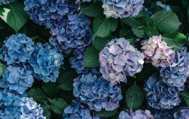 Одна помилка навесні — і гортензії не зацвітуть: дія садівників, яка вирішує все