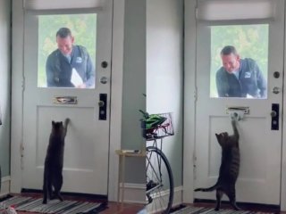 Кот-почтальон покорил пользователей Сети