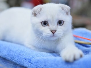 Сети насмешил кот, которому не понравилось у ветеринара (ВИДЕО)