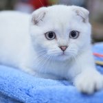 Сети насмешил кот, которому не понравилось у ветеринара (ВИДЕО)