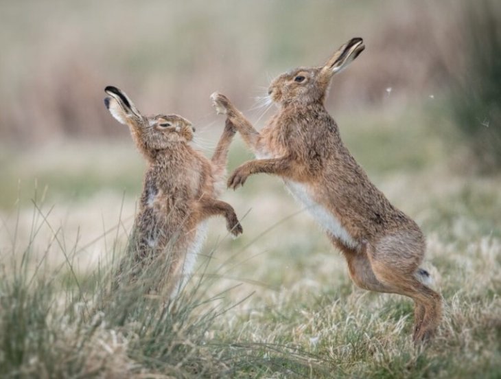 Смішна бійка двох зайців стала новим хітом Мереж (ФОТО)