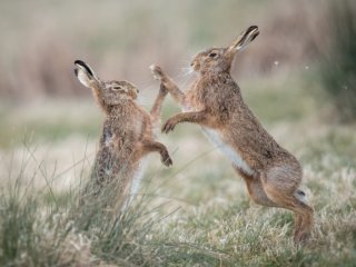 Смешная потасовка двух зайцев стала новым хитом Сетей (ФОТО)