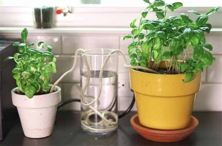 Як забезпечити поливом кімнатні рослини під час відпустки: секрети досвідчених квітникарів