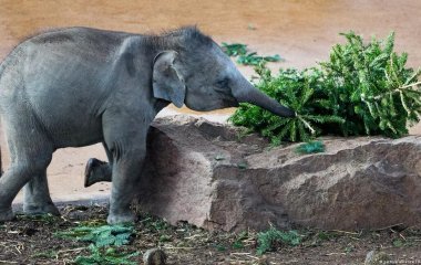Сети повеселел заснувший в бассейне слон (ВИДЕО)