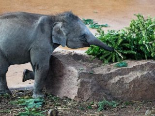 Сети повеселел заснувший в бассейне слон (ВИДЕО)