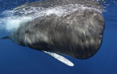 Рыбак выловил из моря странную субстанцию и разбогател (ФОТО)