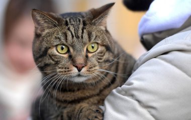 Сеть умилил котик, спящий под одеялом в обнимку с щенком (ВИДЕО)