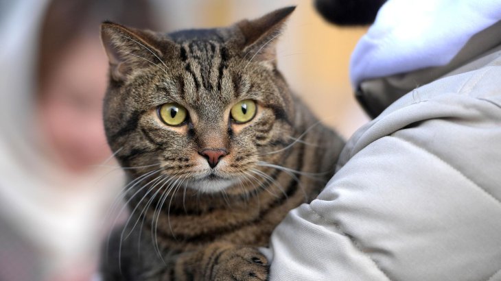 Мережа зворушив котик, що спить під ковдрою в обіймах із цуценям (ВІДЕО)
