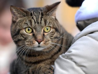 Сеть умилил котик, спящий под одеялом в обнимку с щенком (ВИДЕО)