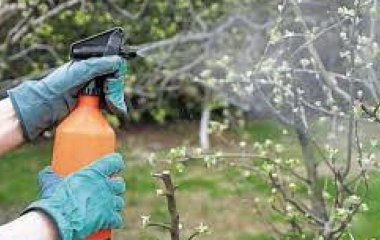 Чим і як обприскувати дерева навесні: основні поради