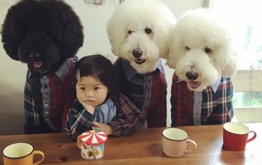 Забавная дружба японской девочки с тремя пуделями рассмешила Сеть (ФОТО)