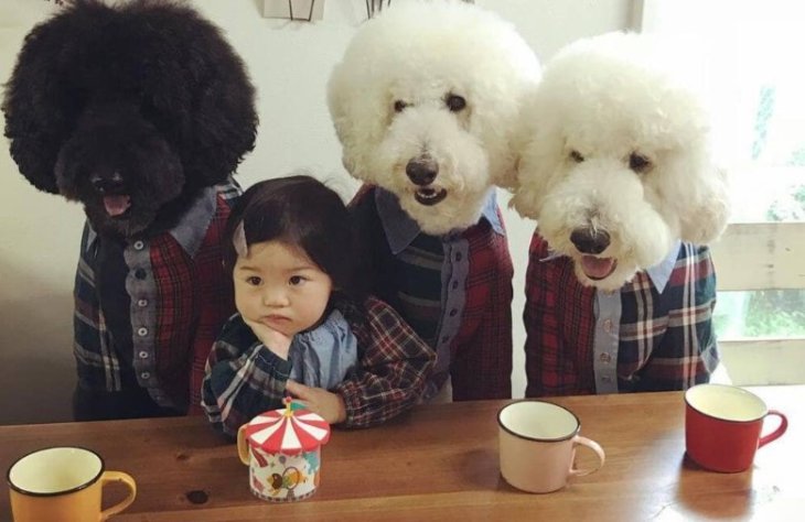 Смішна дружба японської дівчинки з трьома пуделями розсмішила Мережа (ФОТО)