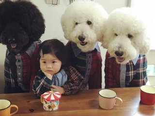 Смішна дружба японської дівчинки з трьома пуделями розсмішила Мережа (ФОТО)