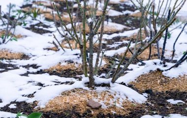 Мульчування грядок на зиму: чому це не завжди добре для рослин