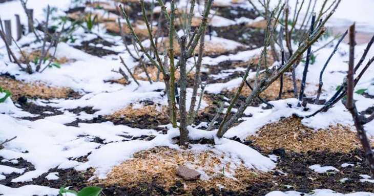 Мульчування грядок на зиму: чому це не завжди добре для рослин