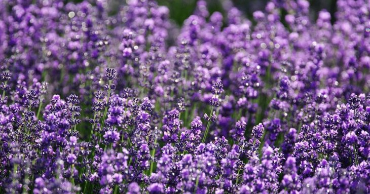 Як змусити лаванду цвісти роками: що таке правило 8:8:8 і як воно працює