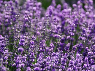 Як змусити лаванду цвісти роками: що таке правило 8:8:8 і як воно працює