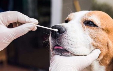 Ветеринарные экспресс тесты: отличия, возможности применения