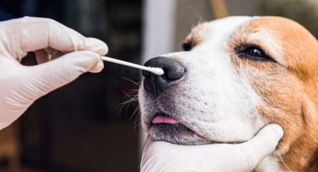 Ветеринарные экспресс тесты: отличия, возможности применения