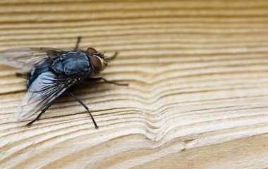 Ни одна муха не подлетит: как избавиться от надоедливых насекомых