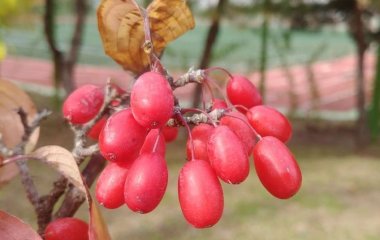 Медики назвали продукт, который нормализует артериальное давление