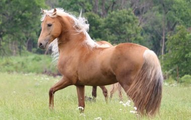 Смеющаяся лошадь стала главной звездой семейной фотосессии (ФОТО)