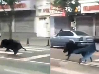 Як танк: дикий кабан збив трьох людей і влаштував хаос у місті — відео