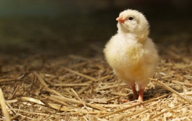 Курча-мутант із чотирма лапами вилупилося в США 