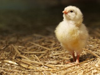 Курча-мутант із чотирма лапами вилупилося в США 